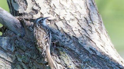 Bahçe tırmaşıkkuşu