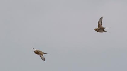 Kılkuyruk bağırtlak