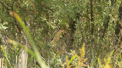 Little Bittern