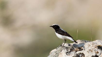 Aksırtlı kuyrukkakan