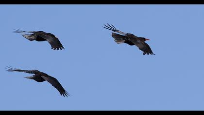 Kırmızıgagalı dağ kargası