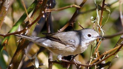 Bıyıklı ötleğen