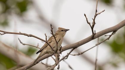 Sarıboğazlı serçe