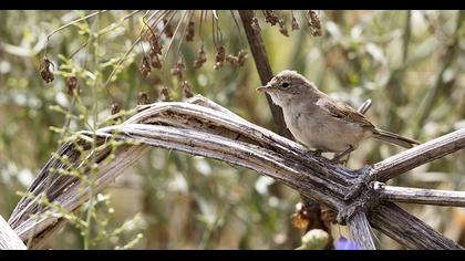 Akgerdanlı ötleğen