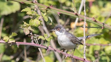 Pembegöğüslü ötleğen