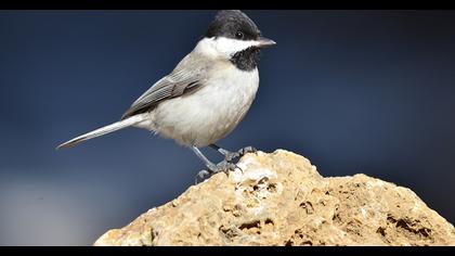 Akyanaklı baştankara