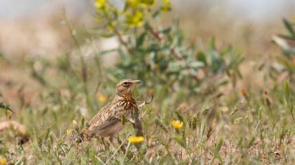 Küçük boğmaklı toygar