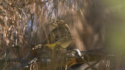 Karabaşlı kirazkuşu