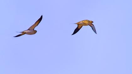 Kılkuyruk bağırtlak