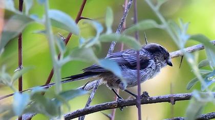 Uzunkuyruklu baştankara