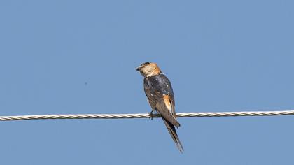 Kızıl kırlangıç