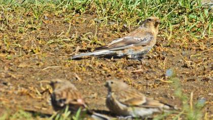 Sarıgagalı ketenkuşu