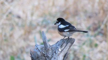 Maskeli örümcekkuşu