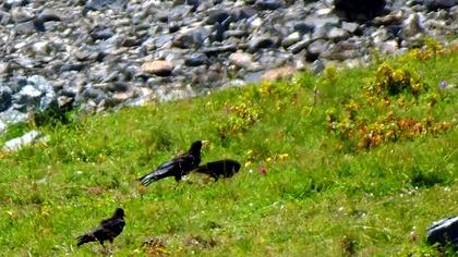 Sarıgagalı dağ kargası