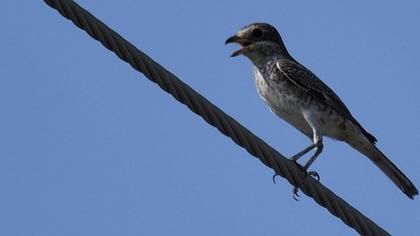 Maskeli örümcekkuşu