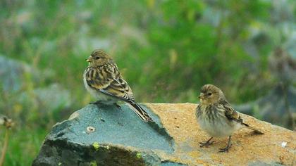 Sarıgagalı ketenkuşu