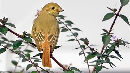 Kızılkuyruklu örümcekkuşu