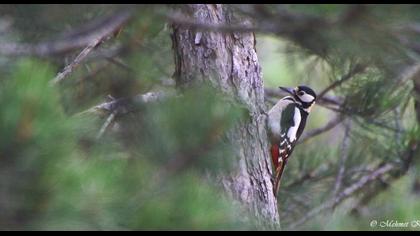 Orman alaca ağaçkakanı