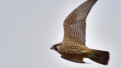 Peregrine Falcon