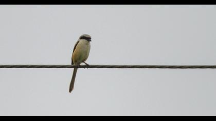 Uzunkuyruklu örümcekkuşu