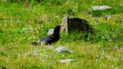 Kırmızıgagalı dağ kargası