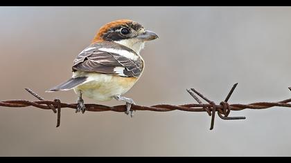 Kızılbaşlı örümcekkuşu