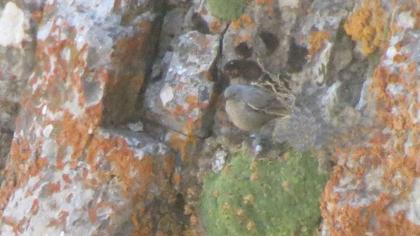 Büyük dağbülbülü