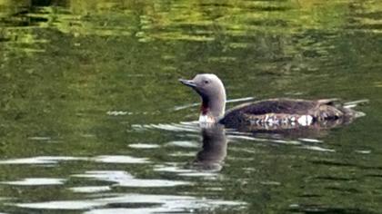 Kızılgerdanlı dalgıç