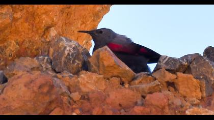 Duvar tırmaşıkkuşu