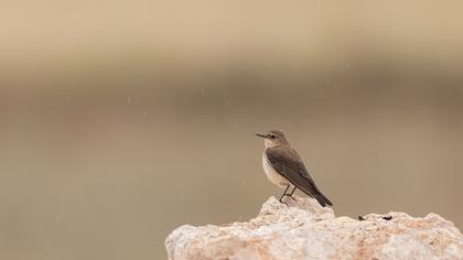 Karakulaklı kuyrukkakan