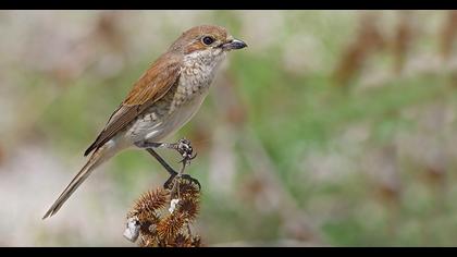 Kızılsırtlı örümcekkuşu