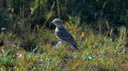 Türkistan çorak toygarı