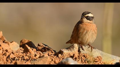 Sürmeli dağbülbülü