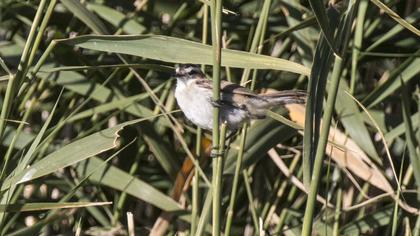 Bıyıklı kamışçın