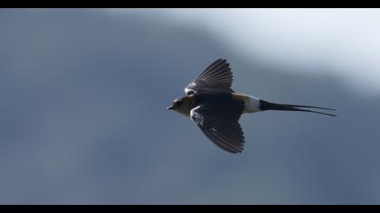 Kızıl kırlangıç