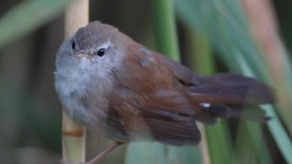 Kamışbülbülü