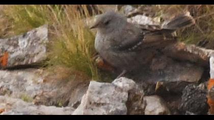 Büyük dağbülbülü