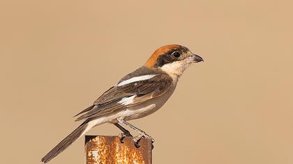 Kızılbaşlı örümcekkuşu