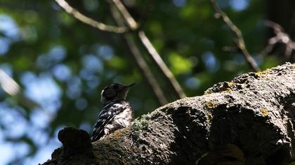 Küçük ağaçkakan