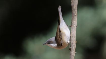 Küçük akgerdanlı ötleğen