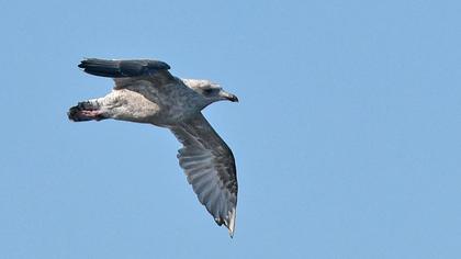 Kuzey gümüş martı