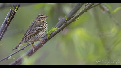 Yeşilsırtlı incirkuşu