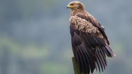 Küçük orman kartalı