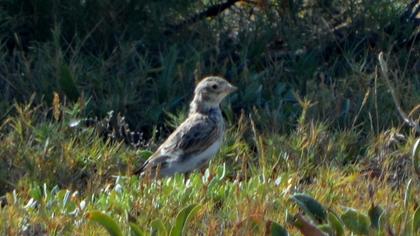 Turkestan Short-toed Lark