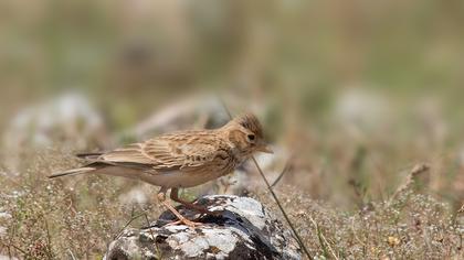 Turkestan Short-toed Lark
