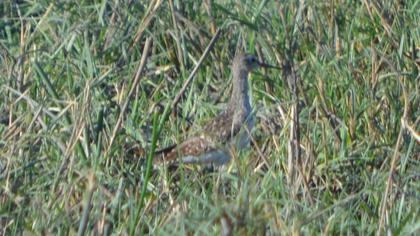 Orman düdükçünü