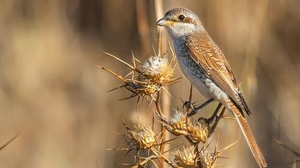 Kızılsırtlı örümcekkuşu