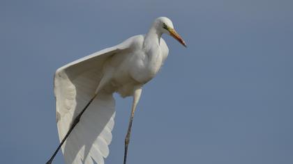 Büyük ak balıkçıl