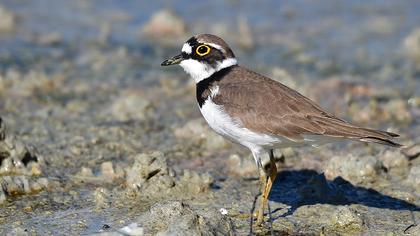 Halkalı küçük cılıbıt