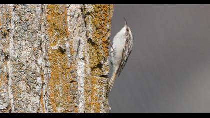 Bahçe tırmaşıkkuşu